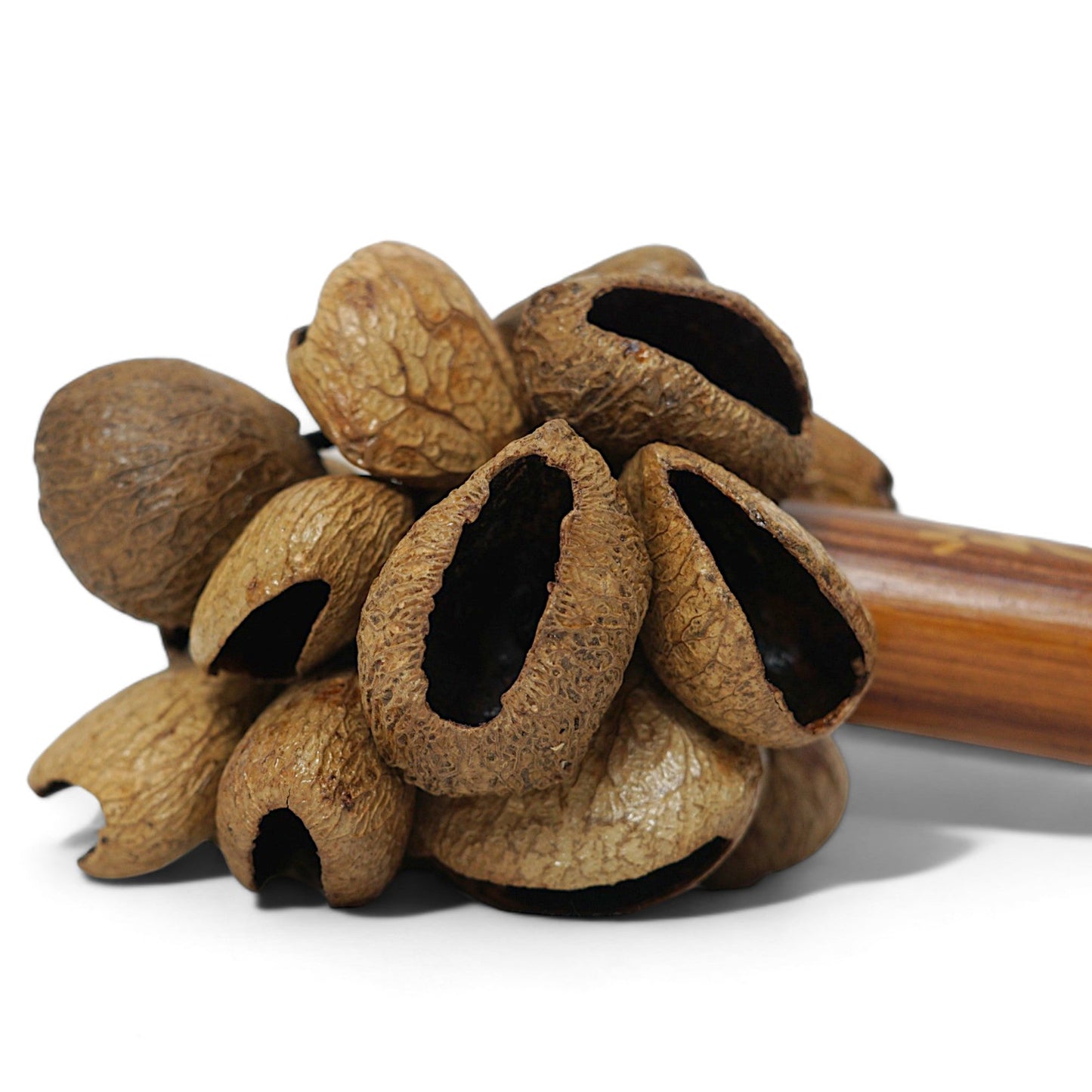 MUSICAL SHAKERS | GMP PANGI SHAKER WITH BAMBOO HANDLE – HANDCRAFTED NATURAL SEED POD PERCUSSION