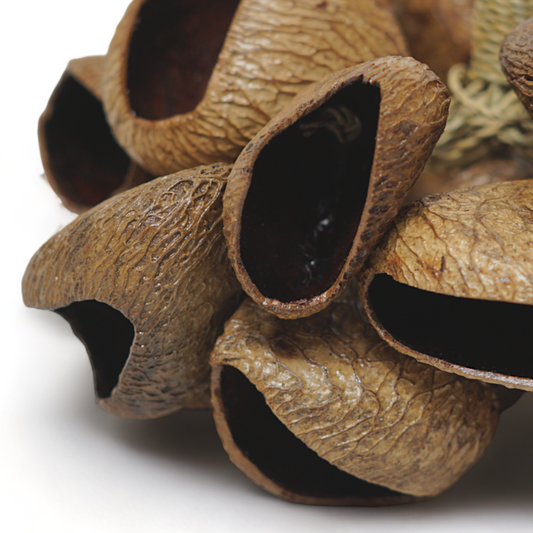 MUSICAL SHAKERS | GMP PANGI SEED SHAKER – HANDCRAFTED NATURAL POD PERCUSSION